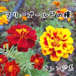 マリーゴールド 種 オレンジ系 約1g(500粒くらい)