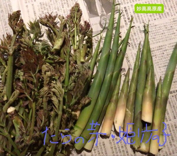 妙高高原産たらの芽、姫竹の子