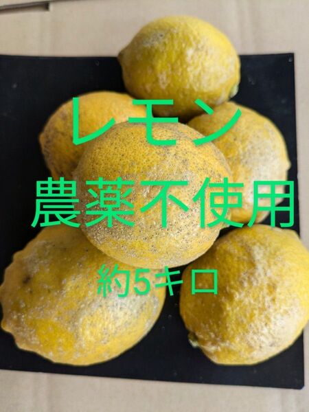 レモン 農薬不使用 約5キロ