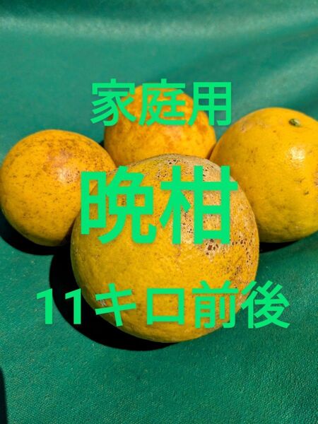 晩柑 家庭用訳あり 約11キロ