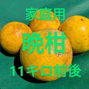 晩柑 家庭用訳あり 11キロ前後