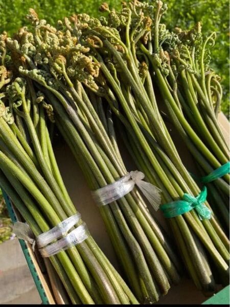 秋田産 天然わらび 自生 山菜 600g強 蕨 ワラビ 黒わらび