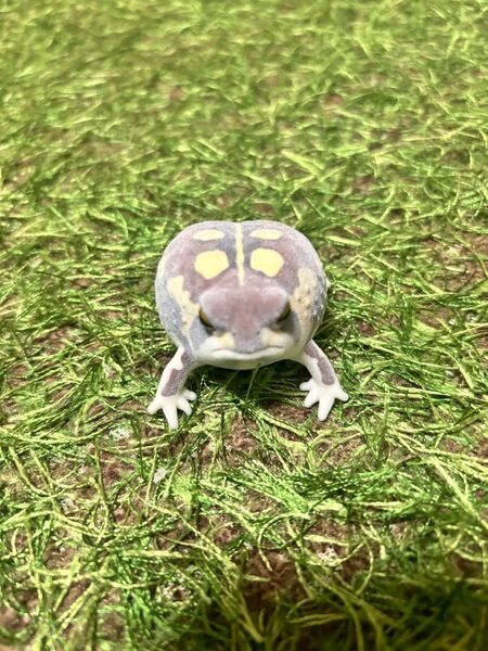 ネイチャーテクニカラーFLOCKY 土まみれのフクラガエル アメフクラガエル