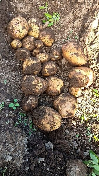 新ジャガイモ(キタアカリ)1.5キロ箱入り