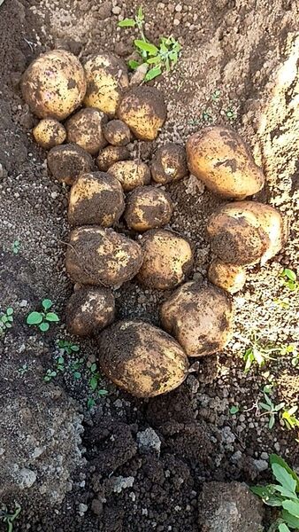 新ジャガイモ(キタアカリ)5キロ箱入