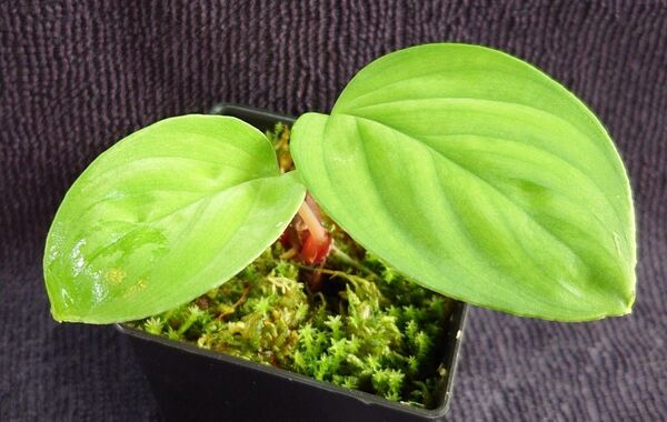 Homalomena sp "Lingga-1 type GR"from Pulau Lingga【HW0622-01】