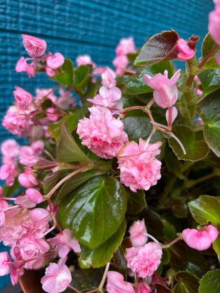 ベゴニア八重咲き 挿し穂3本 ピンクベゴニア ベゴニア挿し穂