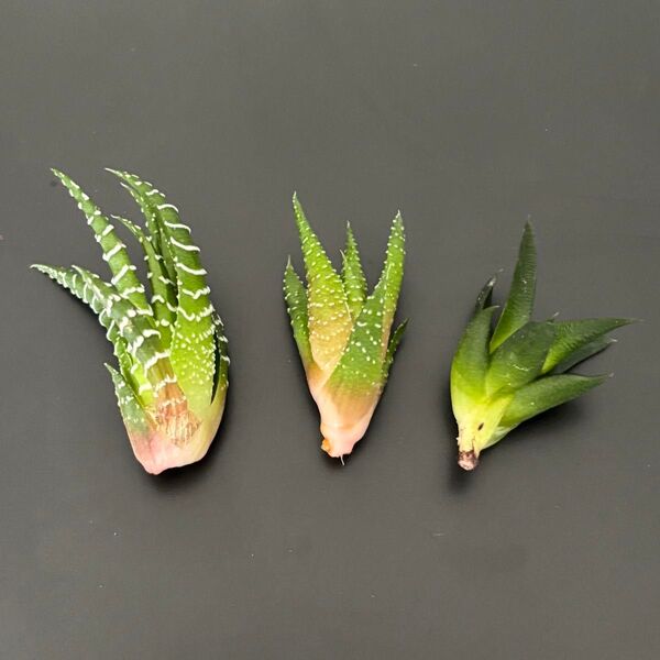 多肉植物 ハオルチア 3種類セット ①