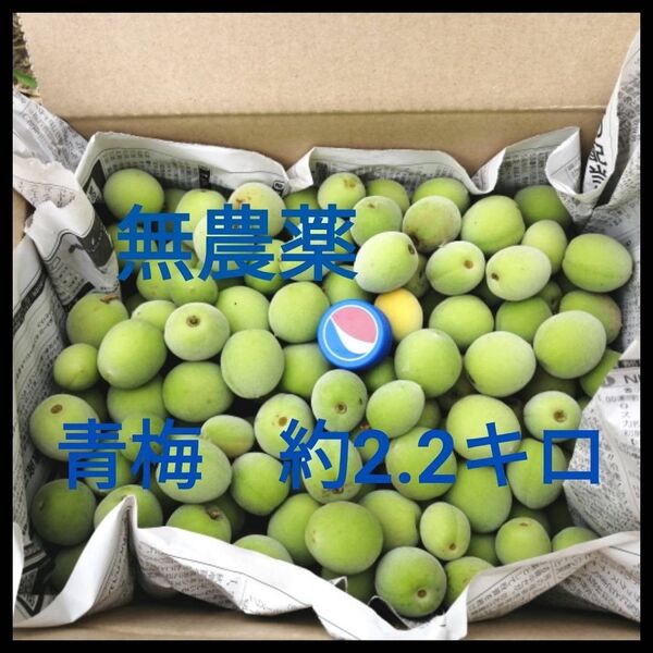 【5月19日(月)収穫予定】青梅 約2.2キロ(無農薬)