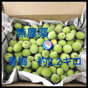 【5月20日(水)収穫予定】青梅 約2.2キロ(無農薬)