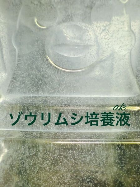 ゾウリムシ培養液 300ml コーヒーフィルター3枚付き