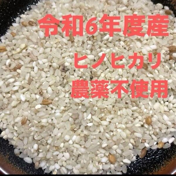令和6年度産 ヒノヒカリ 農薬不使用 小米 砕米 クズ米 1kg ハネ米 有機栽培