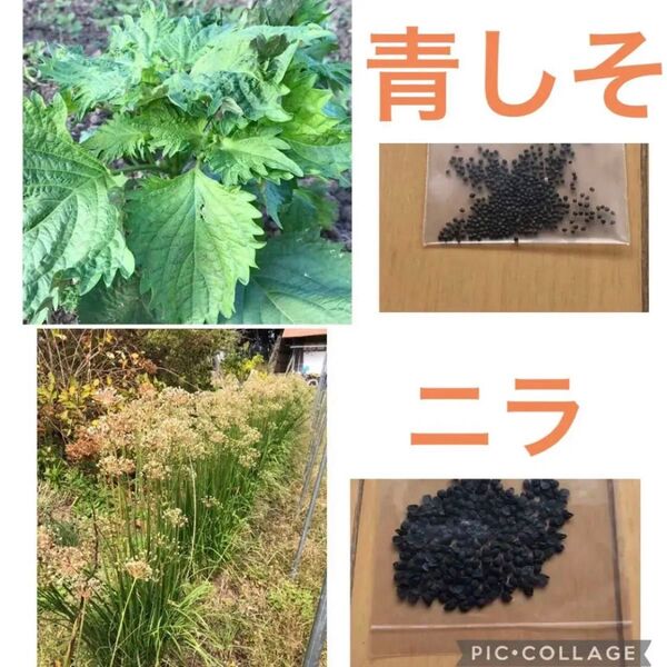 ニラ、青じその種