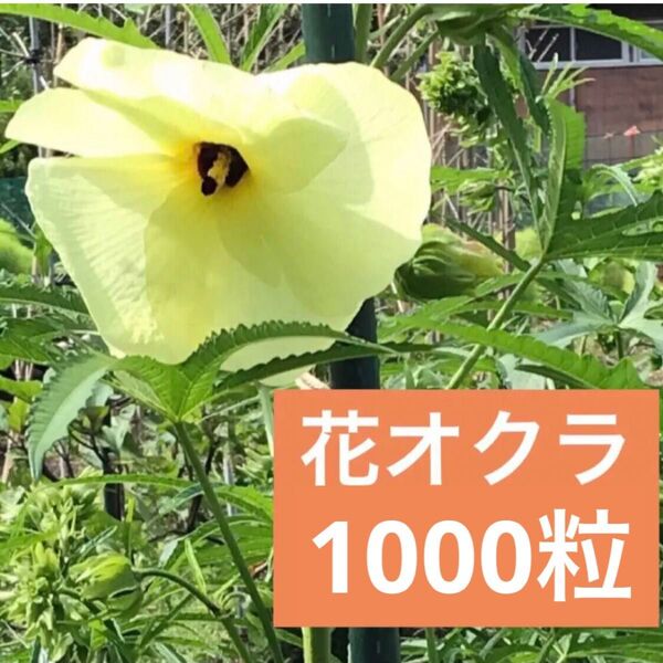 花オクラの種