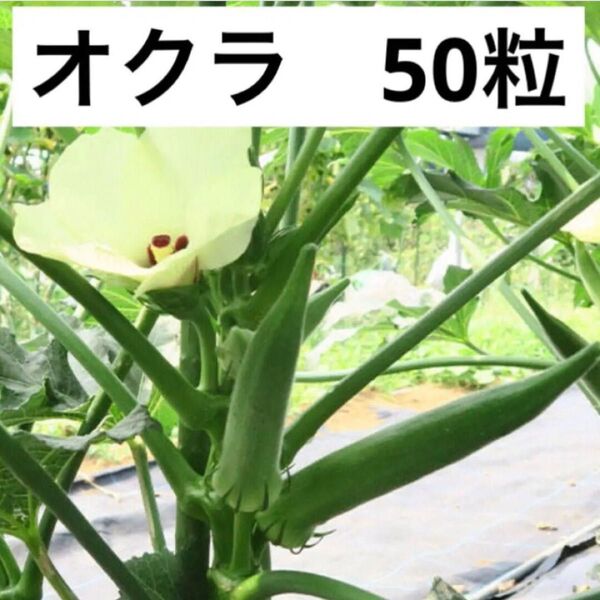 オクラの種