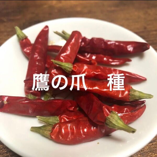 唐辛子 鷹の爪の種