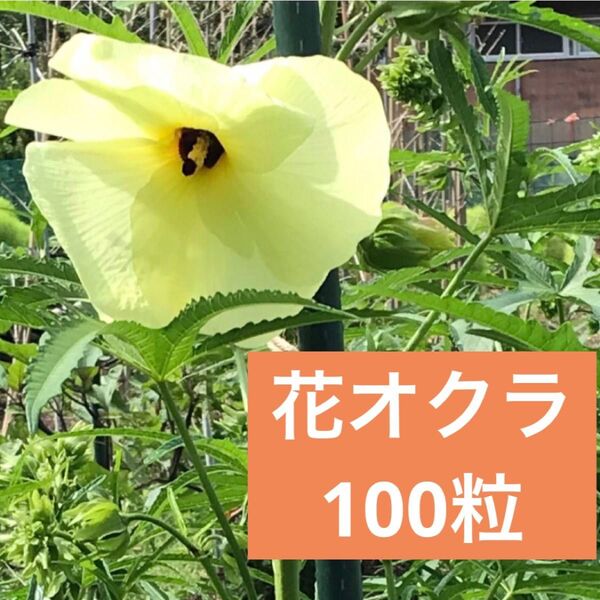 花オクラの種