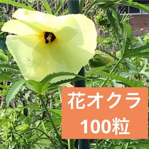 花オクラの種