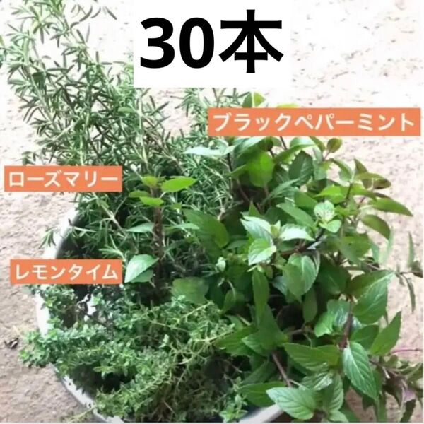 ハーブ カット枝