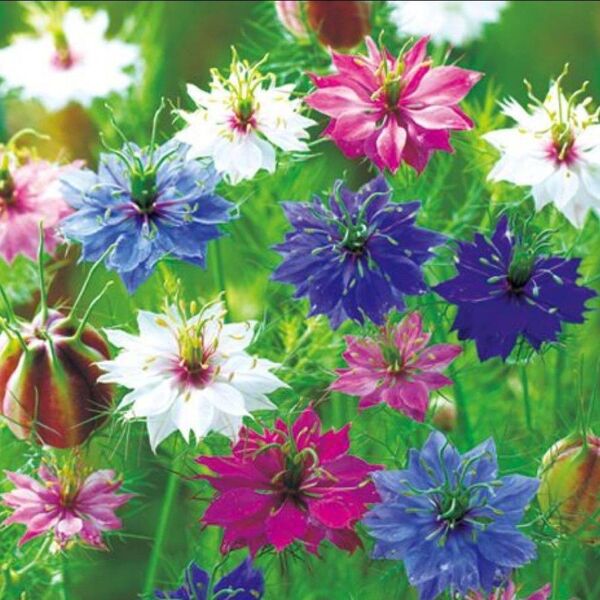 ニゲラ ミックス 花の種