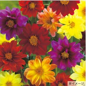 タネから育てるダリア アーリーバード ミックス 花の種