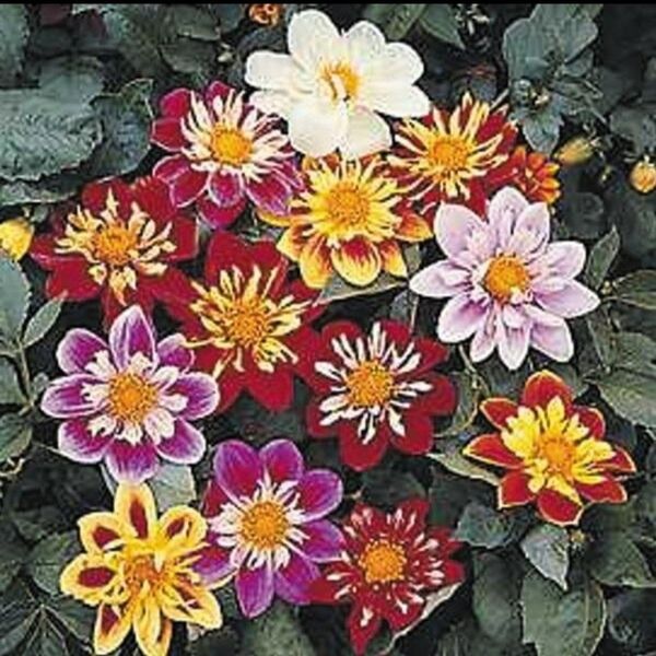 タネから育てるダリア コラレット咲き混合 花の種