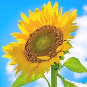 ひまわり ロシア 種子 花の種