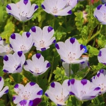 ネモフィラ マクラータ 花の種