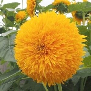 ひまわり オレンジサン 花の種