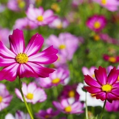 コスモス ピコティ 種子 花の種