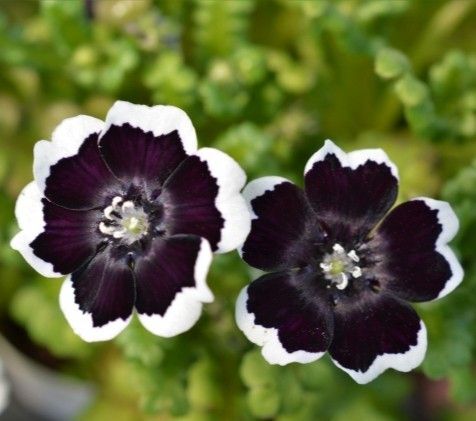 ネモフィラ ペニーブラック 花の種