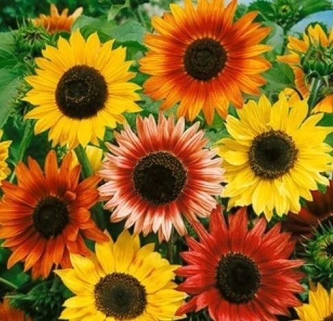 ひまわり バラエティミックス 種子 花の種