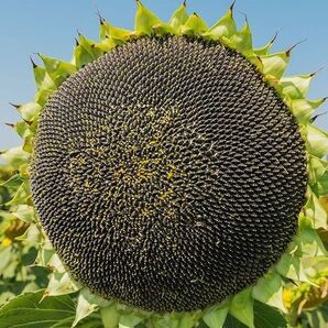 ひまわり タイタン 小ぶりの種子 花の種