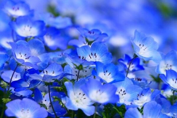 ネモフィラ 種子 花の種