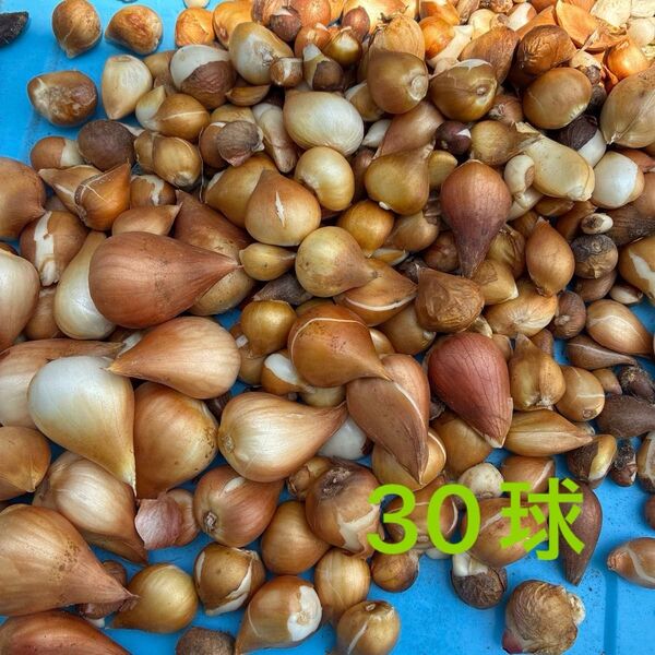 チューリップ 30球 色色々