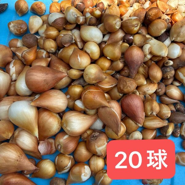 チューリップ球根 20球 色色々