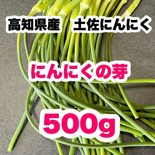 高知県産 土佐にんにく ニンニクの芽 農家直送! 野菜 Mgu