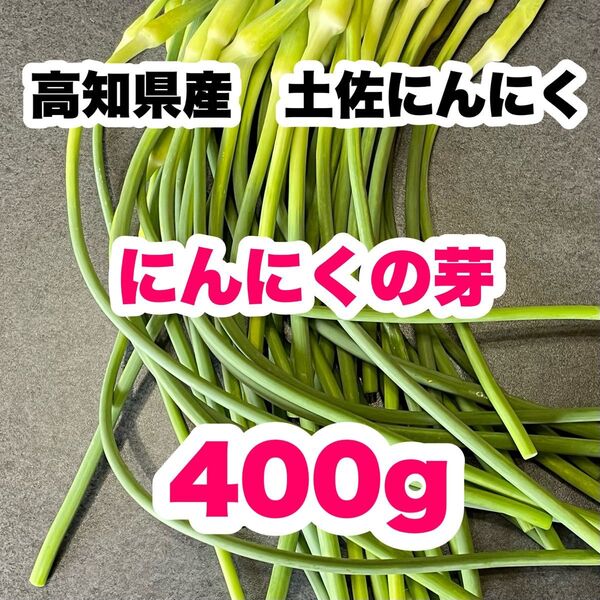 高知県産 土佐にんにく ニンニクの芽 農家直送! 野菜 Mol