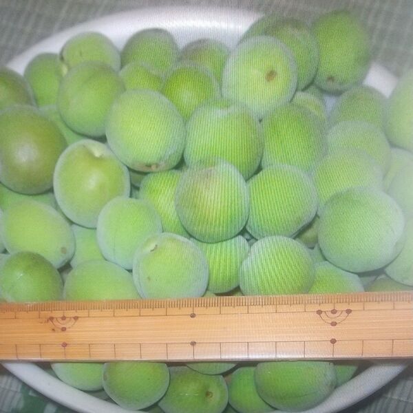 梅 2Kg 青梅