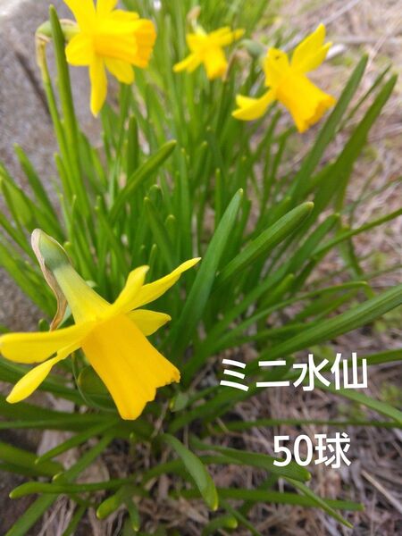 ミニ水仙 球根約50球 来年用