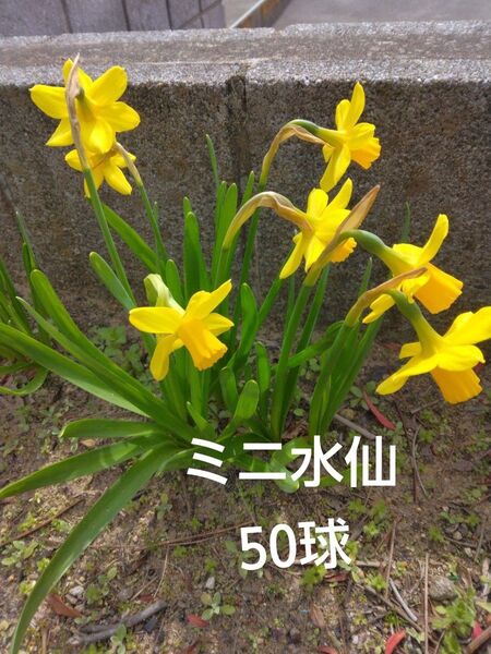 ミニ水仙 球根 約50球 来年用