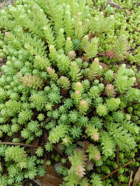 セダム 万年草 多肉植物