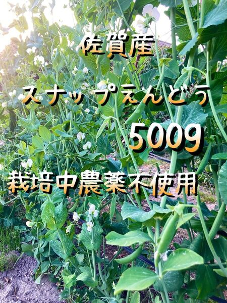 スナップえんどう