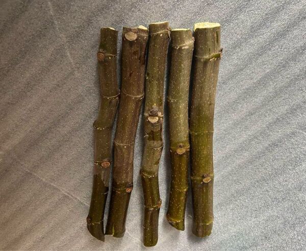 イチヂク挿し木、5本、ホワイトゼノア