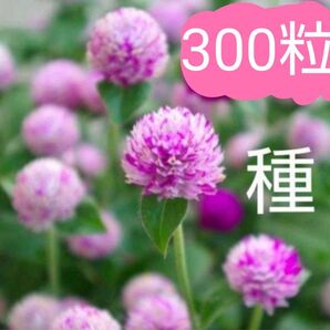 千日紅 エレスチャル 種