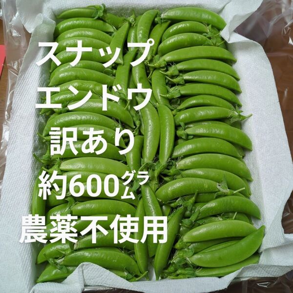 スナップエンドウ 訳あり 約600㌘ 農薬不使用