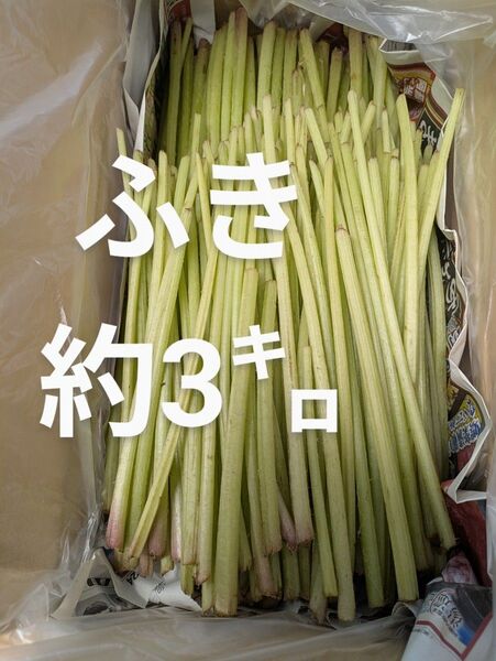 ふき 約3㌔