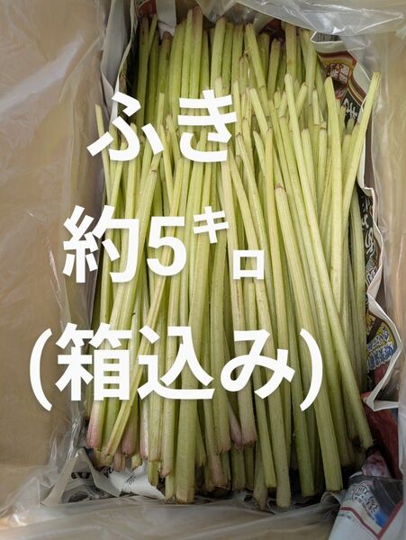 ふき 約5㌔ (箱込み)