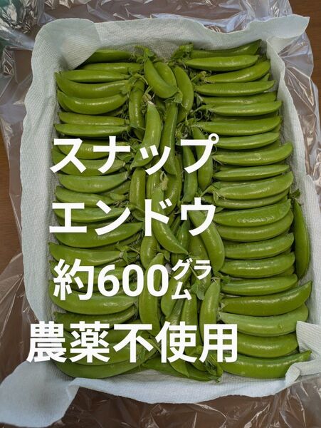 スナップエンドウ 約600㌘ 農薬不使用