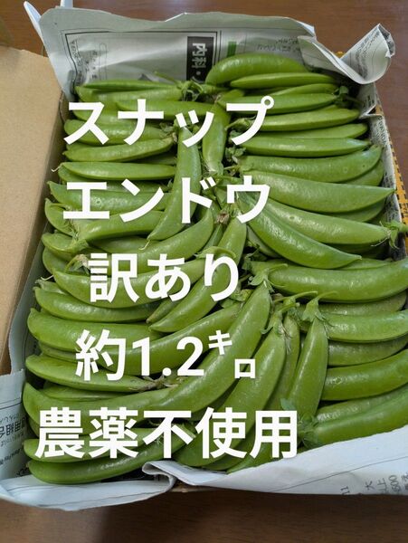 スナップエンドウ 訳あり 約1.2㌔ 農薬不使用
